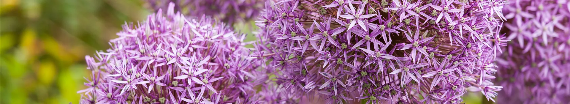 Allium – eleganter Zierlauch