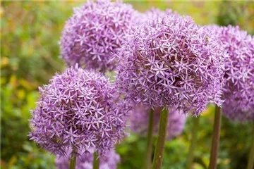 Allium – pflegeleichter Zierlauch als Gartenschmuck