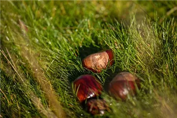 Welche Gartenarbeit vor dem Winter noch erledigt werden muss Welche Gartenarbeit vor dem Winter noch erledigt werden muss