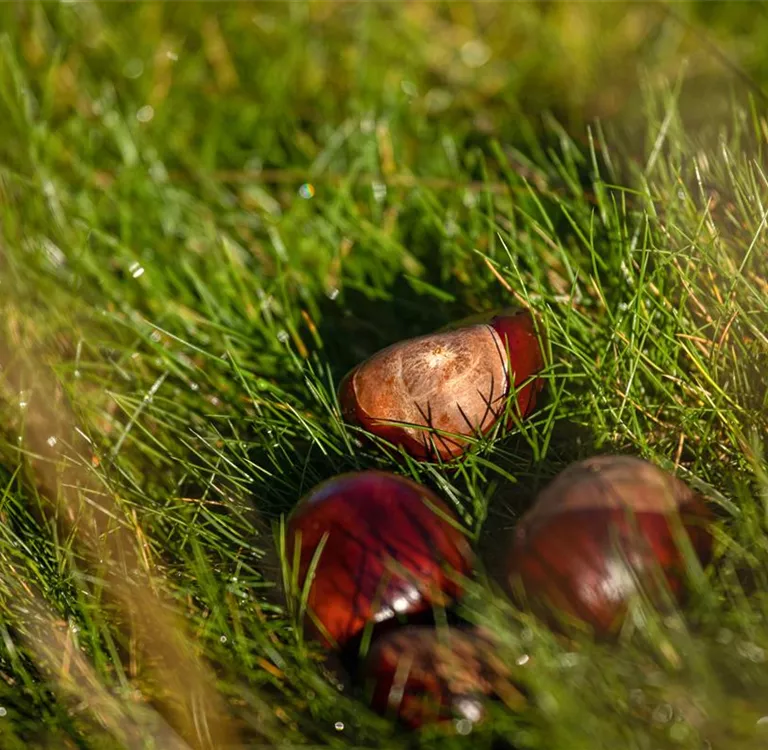 Welche Gartenarbeit vor dem Winter noch erledigt werden muss Welche Gartenarbeit vor dem Winter noch erledigt werden muss