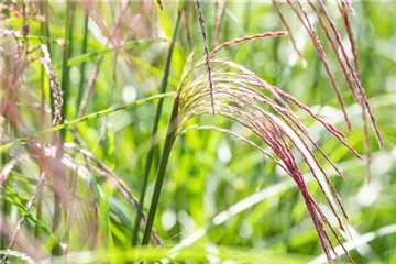 Ziergräser im Garten – Highlights das ganze Jahr