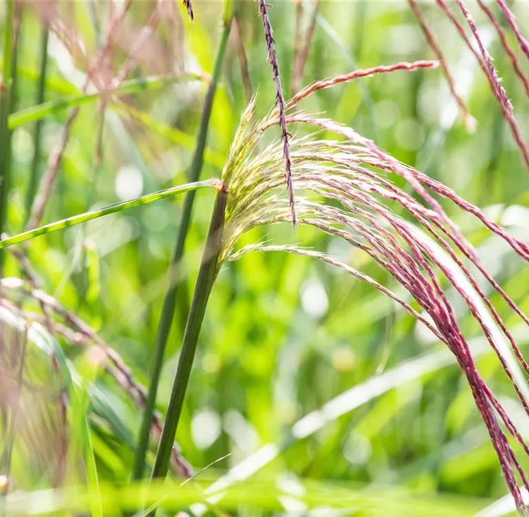 Ziergräser im Garten – Highlights das ganze Jahr