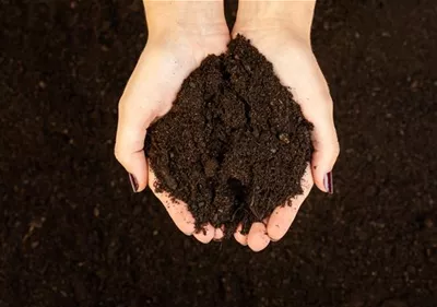 Eine gute Bodenvorbereitung im Nutzgarten ist unerlässlich