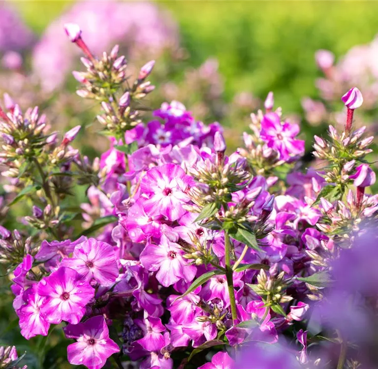 Winterharte Stauden haben das ganze Jahr hindurch Konjunktur