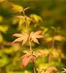 Fächerahorn 'Orange Dream' - Acer palmatum 'Orange Dream'