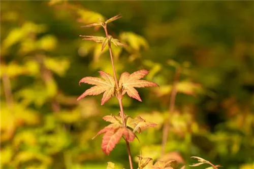 Fächerahorn 'Orange Dream' - Acer palmatum 'Orange Dream'