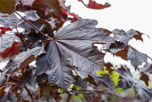 Spitzahorn 'Crimson Sentry' - Acer platanoides 'Crimson Sentry'