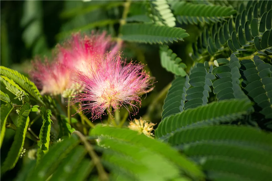 efeu grenzabstand Efeu - Hedera helix