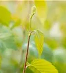 Schwarzbirke,Flussbirke - Betula nigra - Baum