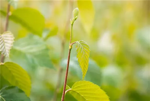 Schwarzbirke,Flussbirke - Betula nigra - Baum