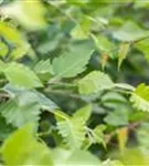 Schwarzbirke,Flussbirke - Betula nigra - Baum