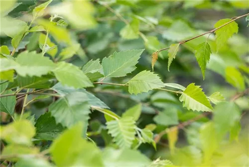 Schwarzbirke,Flussbirke - Betula nigra - Baum