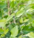 Schwarzbirke,Flussbirke - Betula nigra - Baum