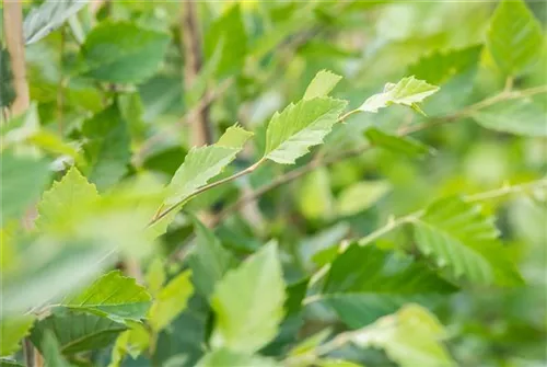 Schwarzbirke,Flussbirke - Betula nigra - Baum