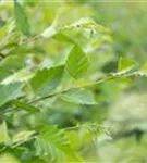 Schwarzbirke,Flussbirke - Betula nigra - Baum