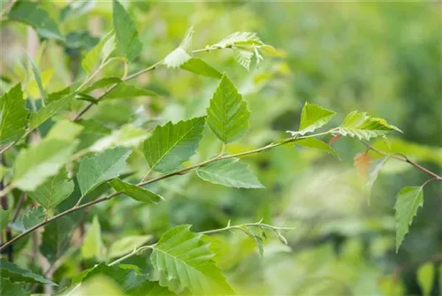 Schwarzbirke,Flussbirke - Betula nigra - Baum