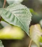 Schwarzbirke,Flussbirke - Betula nigra - Baum