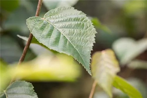 Schwarzbirke,Flussbirke - Betula nigra - Baum