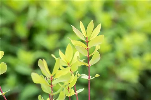Heckenkirsche 'Kamtschatica' - Lonicera caerulea 'Kamtschatica' - Kletterpflanzen