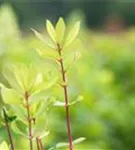 Heckenkirsche 'Kamtschatica' - Lonicera caerulea 'Kamtschatica' - Kletterpflanzen