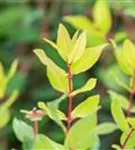 Heckenkirsche 'Kamtschatica' - Lonicera caerulea 'Kamtschatica' - Kletterpflanzen