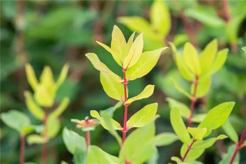 Heckenkirsche 'Kamtschatica' - Lonicera caerulea 'Kamtschatica' - Kletterpflanzen