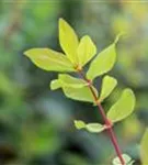 Heckenkirsche 'Kamtschatica' - Lonicera caerulea 'Kamtschatica' - Kletterpflanzen