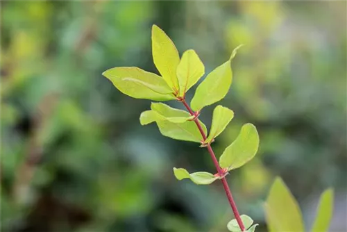 Heckenkirsche 'Kamtschatica' - Lonicera caerulea 'Kamtschatica' - Kletterpflanzen
