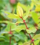 Heckenkirsche 'Kamtschatica' - Lonicera caerulea 'Kamtschatica' - Kletterpflanzen