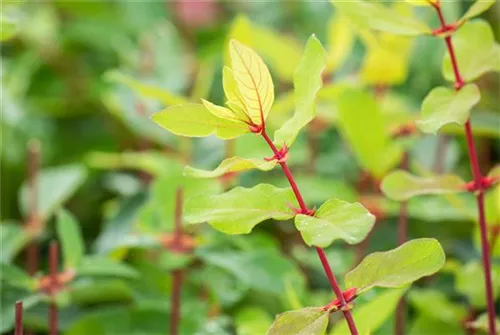 Heckenkirsche 'Kamtschatica' - Lonicera caerulea 'Kamtschatica' - Kletterpflanzen