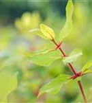 Heckenkirsche 'Kamtschatica' - Lonicera caerulea 'Kamtschatica' - Kletterpflanzen