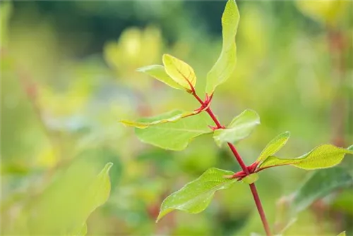 Heckenkirsche 'Kamtschatica' - Lonicera caerulea 'Kamtschatica' - Kletterpflanzen