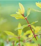 Heckenkirsche 'Kamtschatica' - Lonicera caerulea 'Kamtschatica' - Kletterpflanzen
