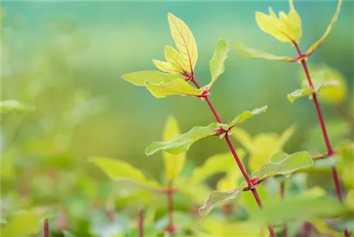 Heckenkirsche 'Kamtschatica' - Lonicera caerulea 'Kamtschatica' - Kletterpflanzen