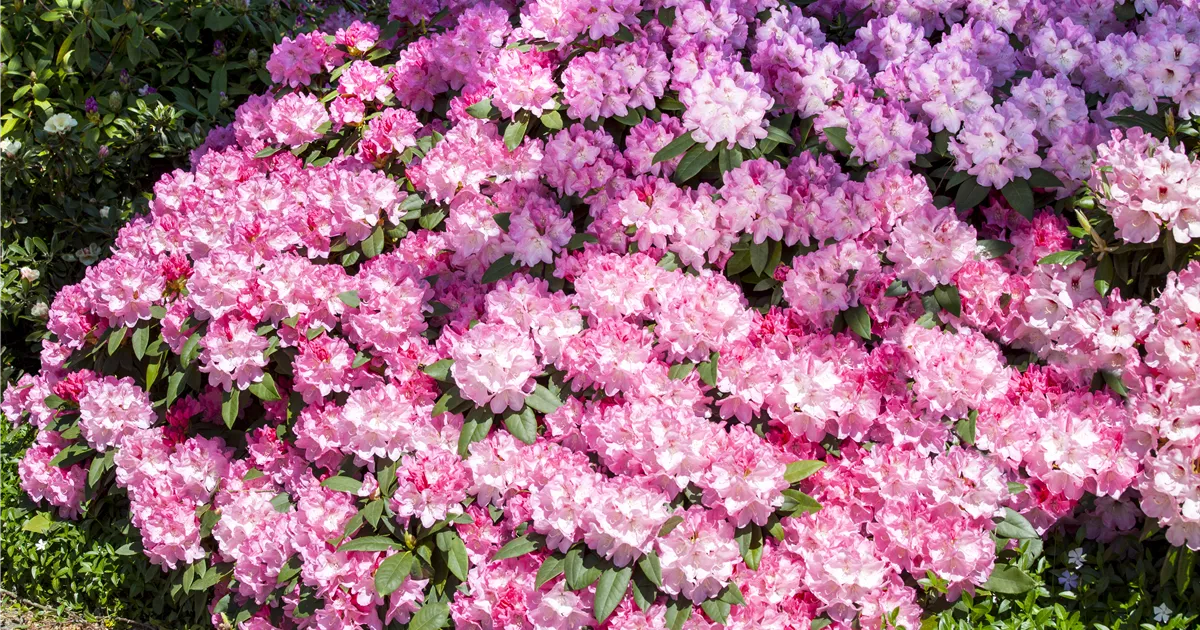 Rhododendron Hybr.'English Roseum' I, Rhododendron English Roseum - Semper  Verde Pflanzenzentrum Ullmer GbR