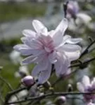 Sternmagnolie 'George Henry Kern' - Magnolia stellata 'George Henry Kern' - Ziergehölze