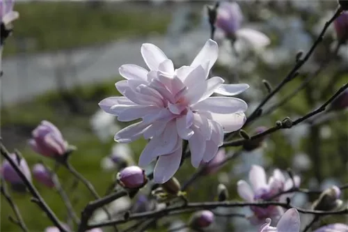 Sternmagnolie 'George Henry Kern' - Magnolia stellata 'George Henry Kern' - Ziergehölze