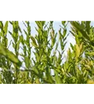Kugelweide - Salix purpurea 'Nana' - Ziergehölze