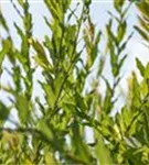 Purpurweide - Salix purpurea