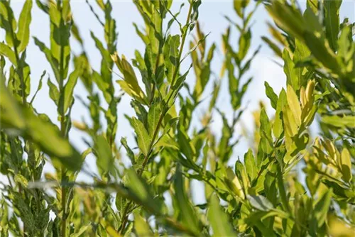 Purpurweide - Salix purpurea