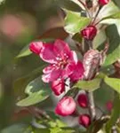Zierapfel 'Royalty' - Malus 'Royalty' CAC
