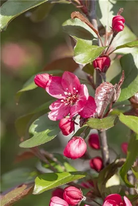 Zierapfel 'Royalty' - Malus 'Royalty' CAC