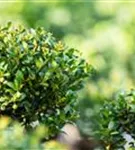 Löffel-Ilex - Ilex crenata 'Convexa' - Bonsai