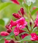 Weigelie 'Bristol Ruby' - Weigela 'Bristol Ruby' - Wildgehölze