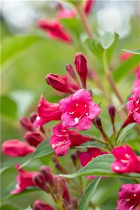 Weigelie 'Bristol Ruby' - Weigela 'Bristol Ruby' - Wildgehölze