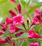 Weigelie 'Bristol Ruby' - Weigela 'Bristol Ruby' - Wildgehölze