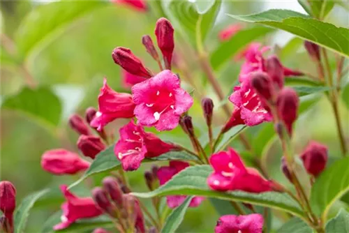 Weigelie 'Bristol Ruby' - Weigela 'Bristol Ruby' - Wildgehölze