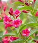 Weigelie 'Bristol Ruby' - Weigela 'Bristol Ruby' - Wildgehölze