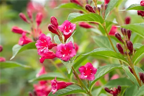 Weigelie 'Bristol Ruby' - Weigela 'Bristol Ruby' - Wildgehölze