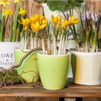 Blumenzwiebeln im Gefäß – die Besonderheiten